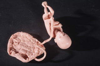 Fetus Replica at 5 Months