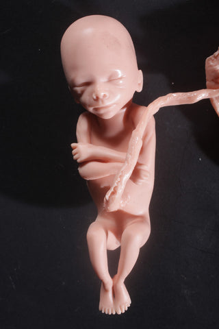 Fetus Replica at 5 Months