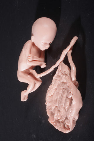 Fetus Replica at 5 Months