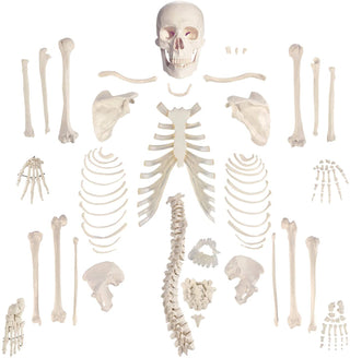Medical Disarticulated Skeleton