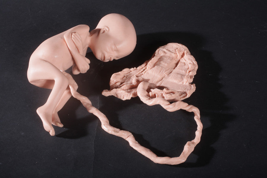 3-Piece Rubber Fetus Set – Medical Model, Oddities, Curiosities, Weird Art