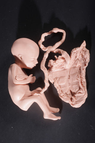 Fetus Replica at 7 Months