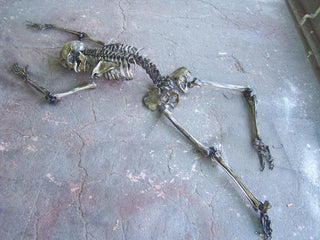 9 Piece Archeological Skeleton