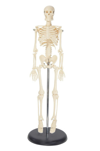 Tabletop Skeleton