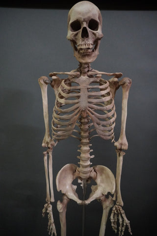 Academic Skeleton