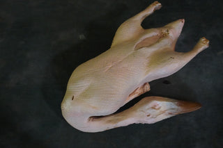 Raw Plucked Duck Prop