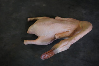 Raw Plucked Duck Prop