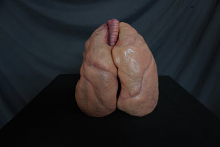 Lifesize Lung Props