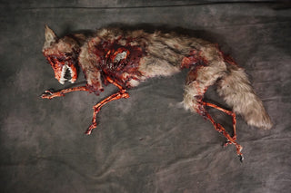 Faux Fur Roadkill Coyote Prop