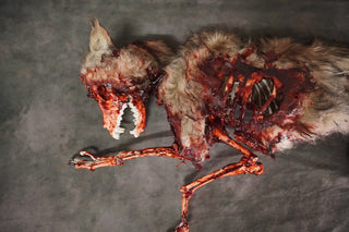 Faux Fur Roadkill Coyote Prop