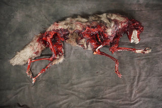 Faux Fur Roadkill Coyote Prop