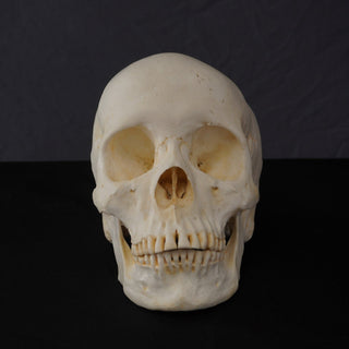 Connie Skull