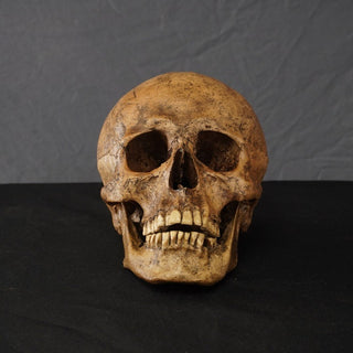 Chogan Skull