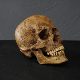 Chogan Skull