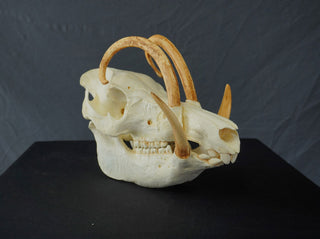 Babirusa Skull Replica
