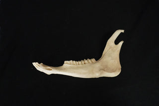 Deer Jawbone