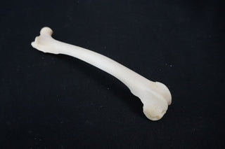 Coyote Femur