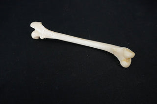 Coyote Femur