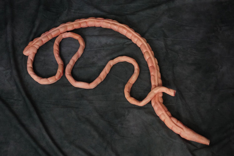 8ft Foam Rubber Intestines PropN Dapper Cadaver Props