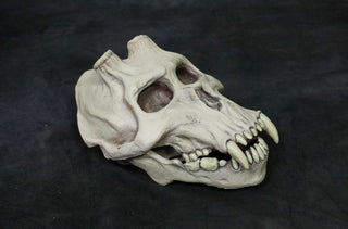 Chupacabra Skull