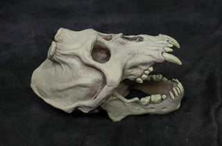 Chupacabra Skull