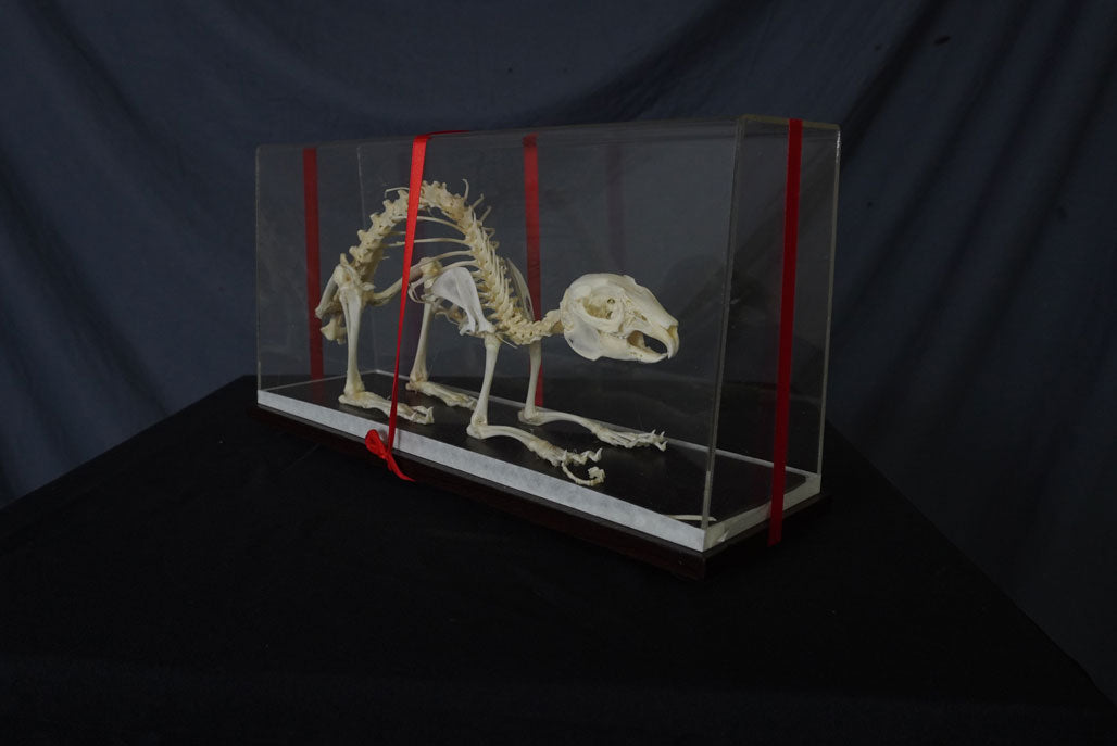 Rabbit Skeleton – Dapper Cadaver Props