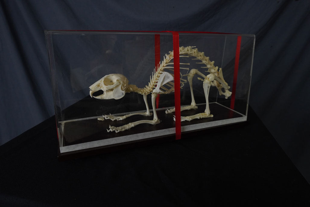 Rabbit Skeleton – Dapper Cadaver Props