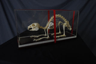 Rabbit Skeleton – Dapper Cadaver Props