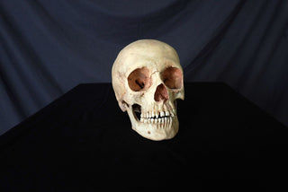 Child Skull