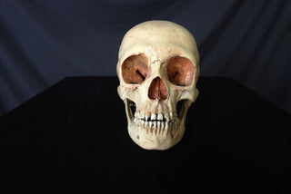 Child Skull