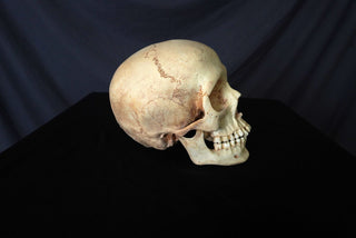 Child Skull