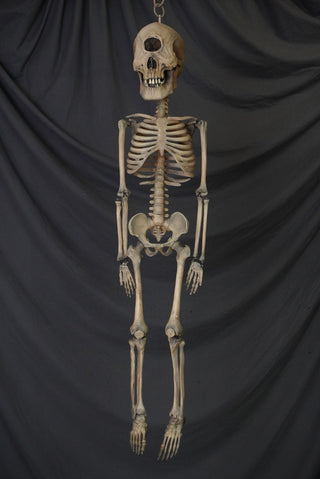 3 Ft. Cyclops Skeleton
