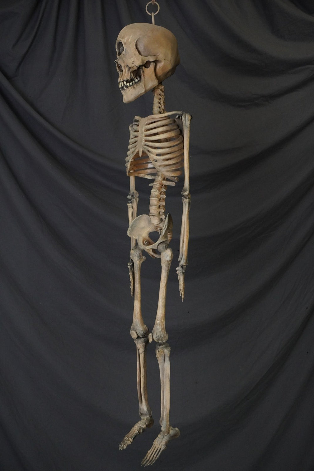 3 Ft. Cyclops Skeleton – Dapper Cadaver Props