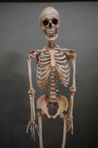 Crime Scene Skeleton