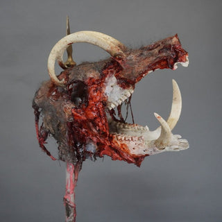 Rotting Babirusa Boar Head on a Spike