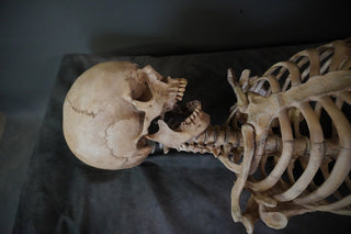 Ribcage with Lifecast Skull