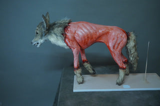Field Skinned Coyote