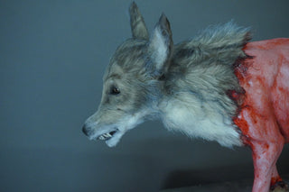 Field Skinned Coyote