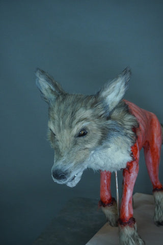 Field Skinned Coyote