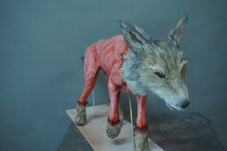 Field Skinned Coyote