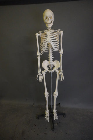 Crime Scene Skeleton