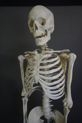Crime Scene Skeleton