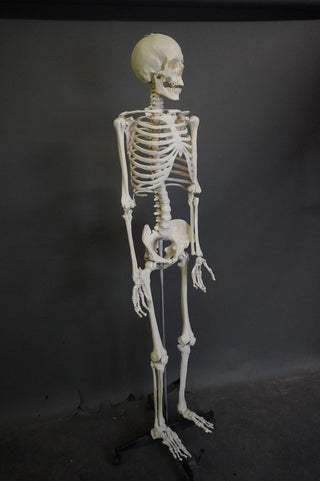 Crime Scene Skeleton
