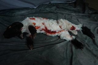 Bloody Black and White Lamb