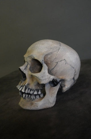 Ashwin Skull