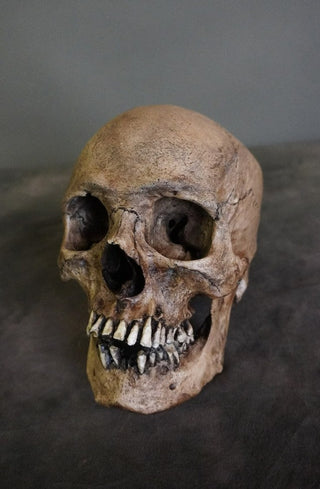 Ashwin Skull