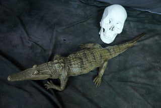 Alligator Prop