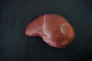 Silicone Small Liver Prop