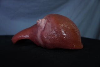 Silicone Small Liver Prop