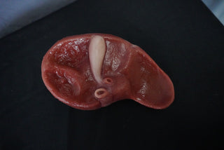 Silicone Small Liver Prop